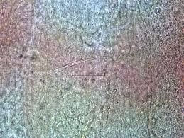 Attēlu rezultāti vaicājumam “Amaurochaete fusiformis”