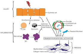 Image result for %EA%EB%E0%E2%E8%E0%F2%F3%F0%E0