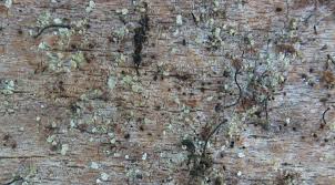 Attēlu rezultāti vaicājumam “Chaenotheca trichialis”