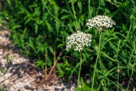 Attēlu rezultāti vaicājumam “Berula erecta leaf”