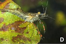 Attēlu rezultāti vaicājumam “Dianema depressum macro”