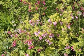 Attēlu rezultāti vaicājumam “Weigela praecox”