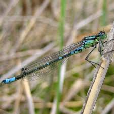 Attēlu rezultāti vaicājumam “Coenagrion armatum”
