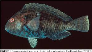 Image result for Sparisoma amplum