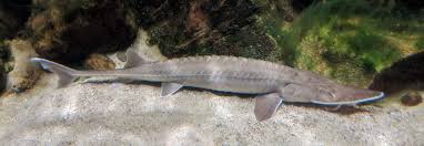 Image result for Scaphirhynchus platorynchus