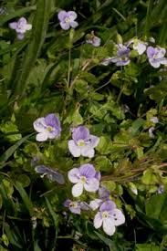 Attēlu rezultāti vaicājumam “Veronica filiformis bud”