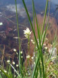 Attēlu rezultāti vaicājumam “Rhynchospora alba flower”
