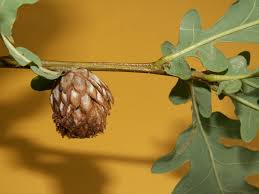 Attēlu rezultāti vaicājumam “Andricus foecundatrix”