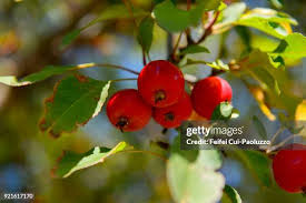 Attēlu rezultāti vaicājumam “Malus baccata fruit”
