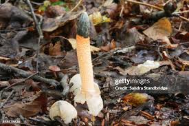 Attēlu rezultāti vaicājumam “Mutinus caninus”