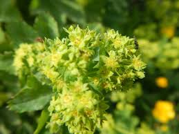 Attēlu rezultāti vaicājumam “Alchemilla vulgaris aggr. flower”
