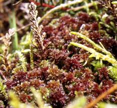 Attēlu rezultāti vaicājumam “Sphagnum riparium”