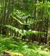 Attēlu rezultāti vaicājumam “Pteridium aquilinum”