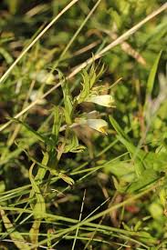 Attēlu rezultāti vaicājumam “Melampyrum pratense”