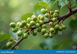 Attēlu rezultāti vaicājumam “Phellodendron amurense fruit”