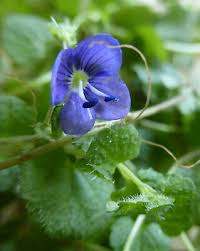 Attēlu rezultāti vaicājumam “Veronica filiformis flower”
