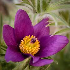 Image result for Pulsatilla