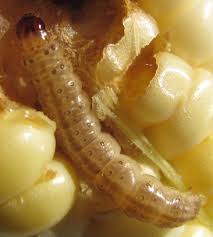 Attēlu rezultāti vaicājumam “Ostrinia nubilalis”