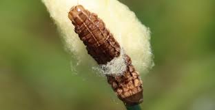 Attēlu rezultāti vaicājumam “Tenthredo scrophulariae exuvia”