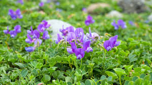 Attēlu rezultāti vaicājumam “Leguminosae”