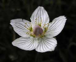 Attēlu rezultāti vaicājumam “Parnassia palustris flower”