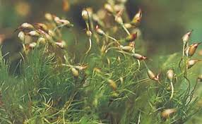 Attēlu rezultāti vaicājumam “Paraleucobryum longifolium”