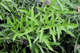 Attēlu rezultāti vaicājumam “Centaurea scabiosa leaf”