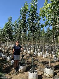 Attēlu rezultāti vaicājumam “Malus baccata”