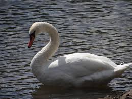 Attēlu rezultāti vaicājumam “Cygnus olor”