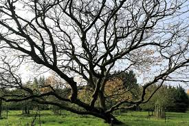 Attēlu rezultāti vaicājumam “Cladrastis kentukea”