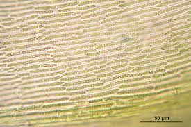 Attēlu rezultāti vaicājumam “Scorpidium cossonii”