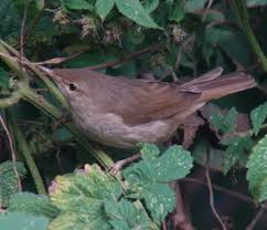 Attēlu rezultāti vaicājumam “Acrocephalus dumetorum”