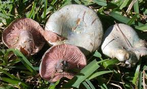 Attēlu rezultāti vaicājumam “Lactarius”