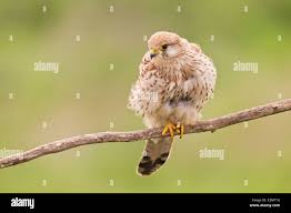 Attēlu rezultāti vaicājumam “Falco tinnunculus adult”