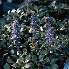 Image result for Ajuga reptans