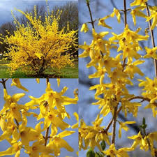 Attēlu rezultāti vaicājumam “Forsythia suspensa flower”