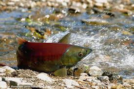 Image result for Oncorhynchus nerka