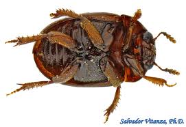 Attēlu rezultāti vaicājumam “Leiodidae”