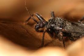 Attēlu rezultāti vaicājumam “Reduvius personatus”