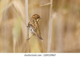 Attēlu rezultāti vaicājumam “Emberiza schoeniclus eggs”