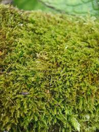 Attēlu rezultāti vaicājumam “Amblystegium serpens macro”