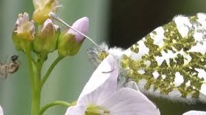 Attēlu rezultāti vaicājumam “Anthocharis cardamines underside”