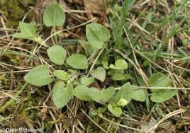 Attēlu rezultāti vaicājumam “Viola rupestris bud”