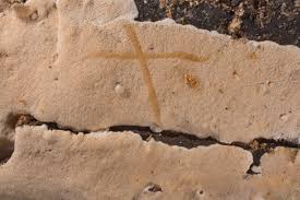 Attēlu rezultāti vaicājumam “Byssocorticium atrovirens”