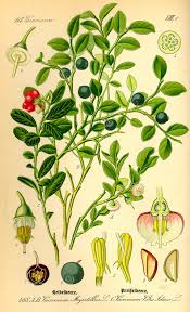 Attēlu rezultāti vaicājumam “Vaccinium myrtillus”