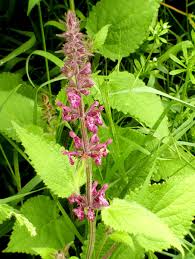 Attēlu rezultāti vaicājumam “Stachys sylvatica”