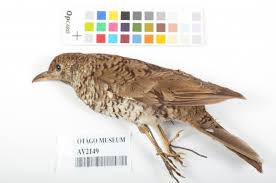 Image result for Zoothera dauma