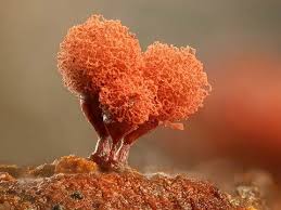 Attēlu rezultāti vaicājumam “Arcyria major”