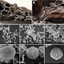 Attēlu rezultāti vaicājumam “Didymium verrucisporum”