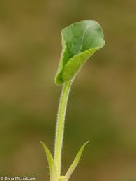 Attēlu rezultāti vaicājumam “Viola hirta leaf”